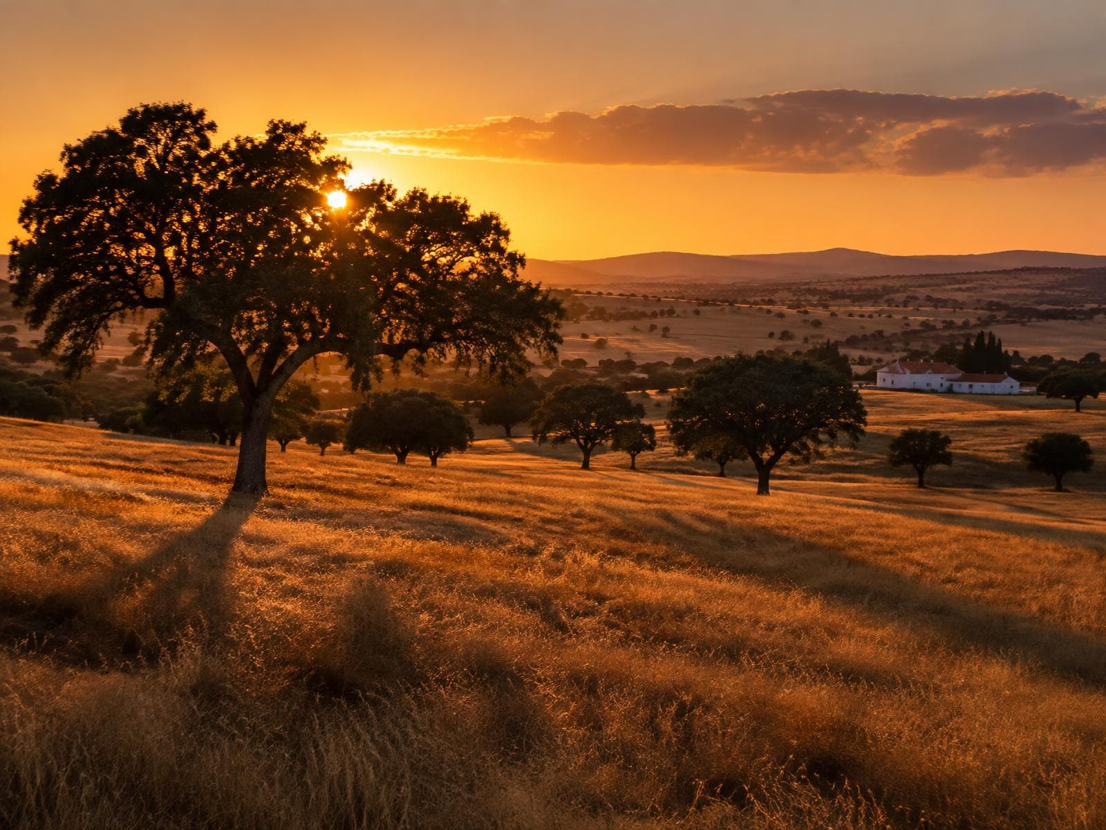 Planície alentejana ao pôr do sol