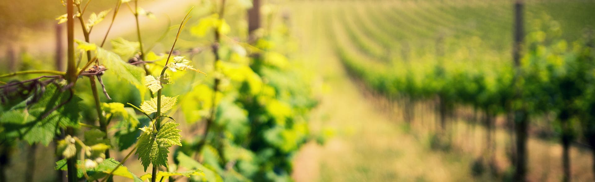 Sunlit vineyard