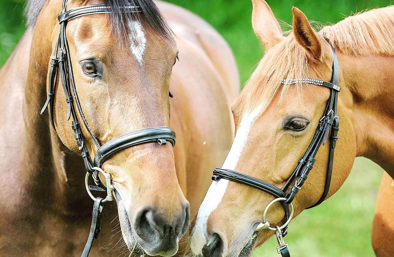 Horse ride