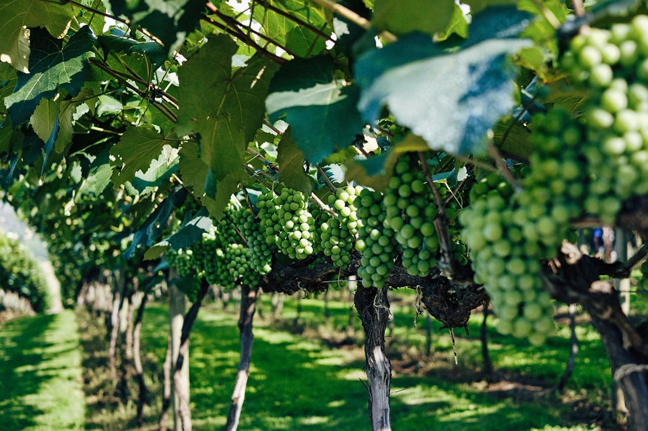 Bunches of grapes in a vineyard